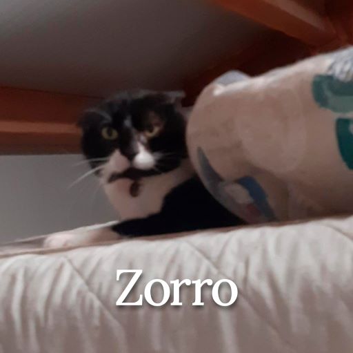 zorro1